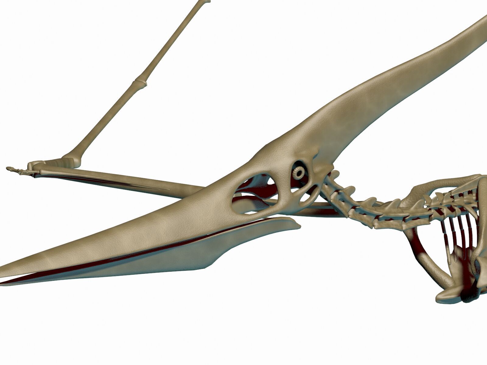 20 in1 Dino skeleton Collection model 3D model_81