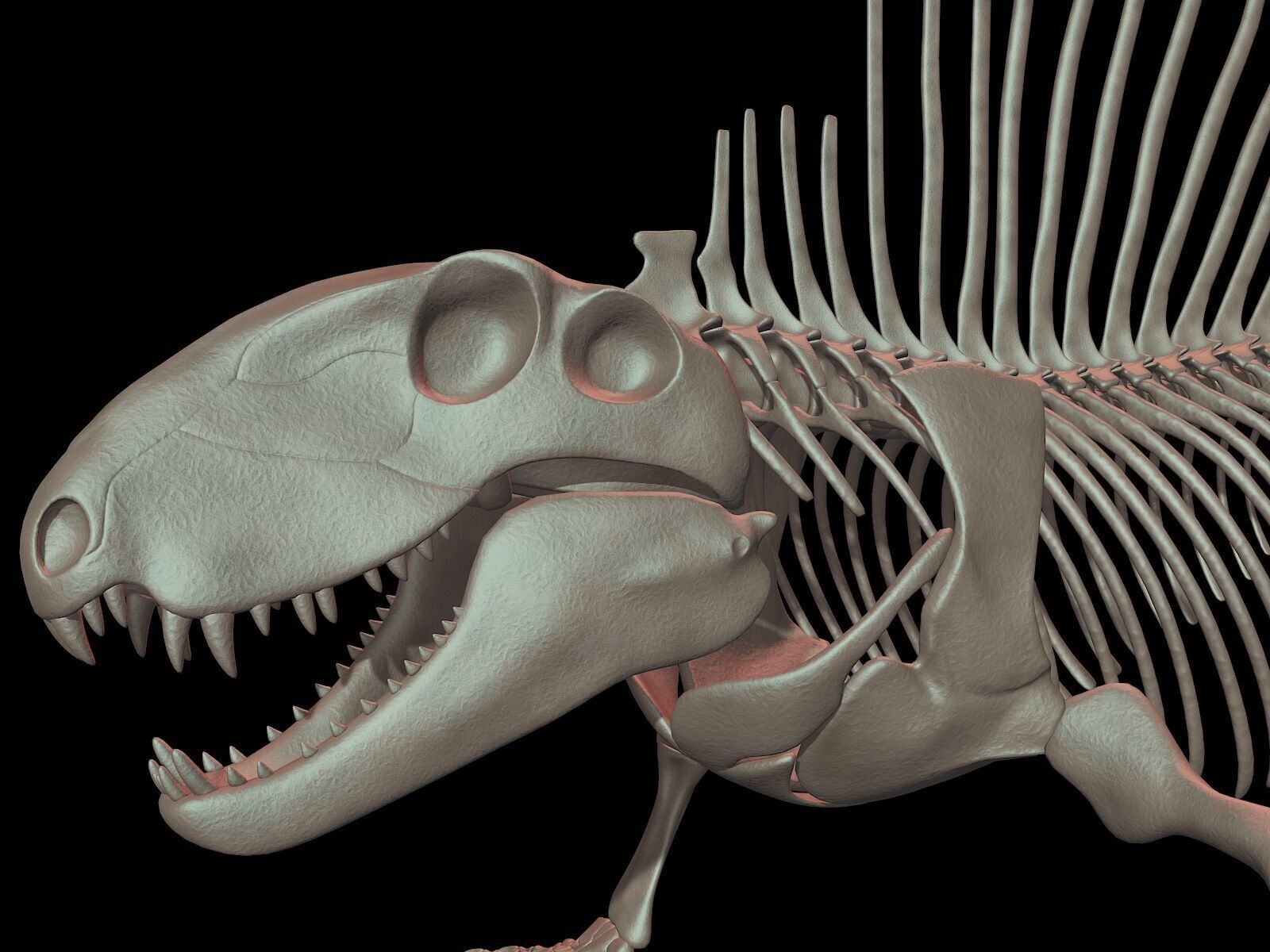 20 in1 Dino skeleton Collection model 3D model_34