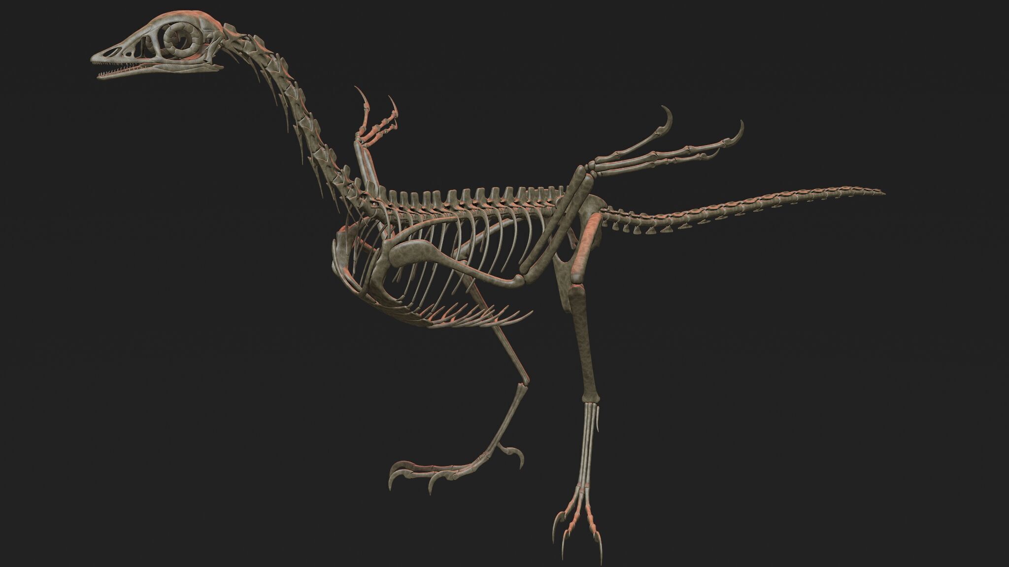 20 in1 Dino skeleton Collection model 3D model_55