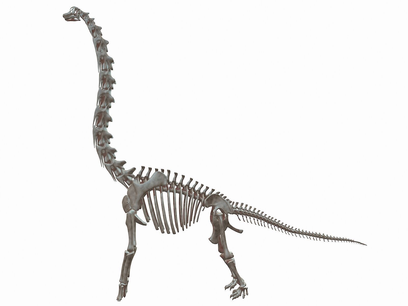 20 in1 Dino skeleton Collection model 3D model_41