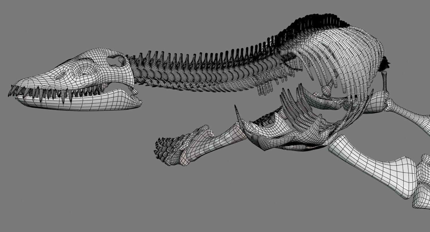 20 in1 Dino skeleton Collection model 3D model_97