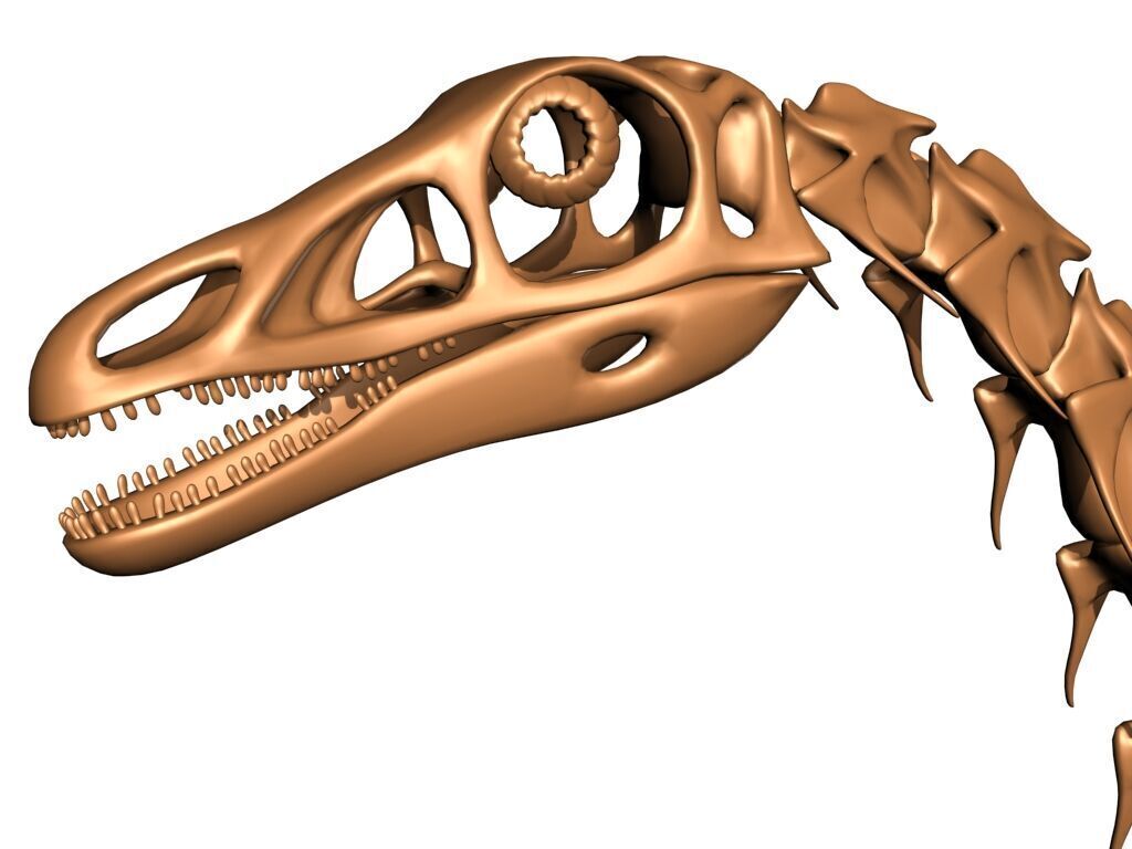 20 in1 Dino skeleton Collection model 3D model_8
