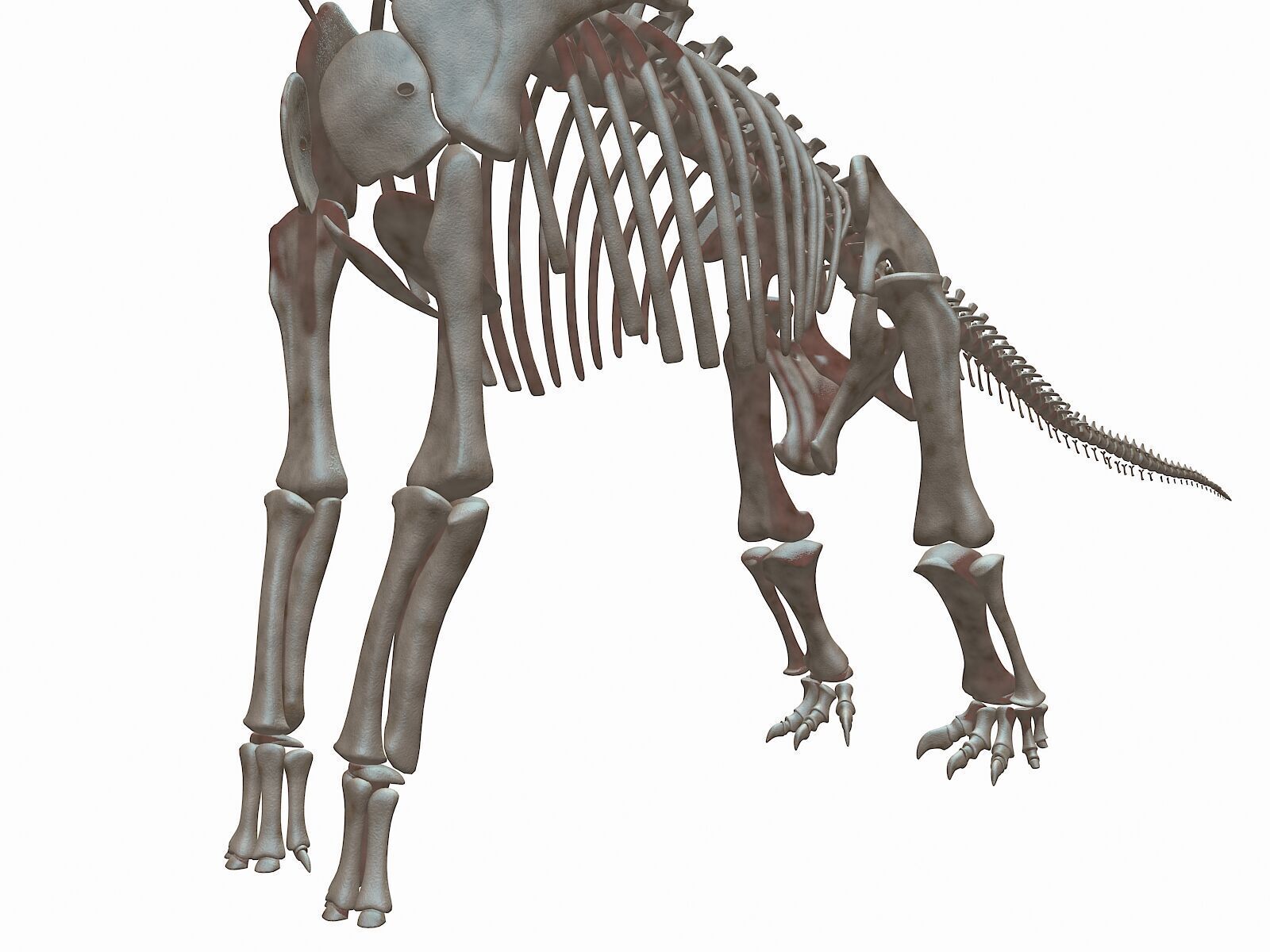 20 in1 Dino skeleton Collection model 3D model_46