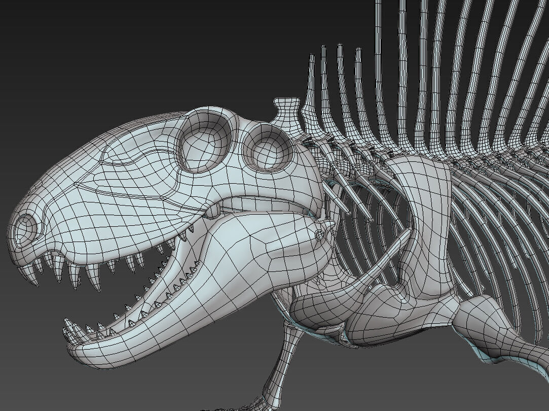 20 in1 Dino skeleton Collection model 3D model_33