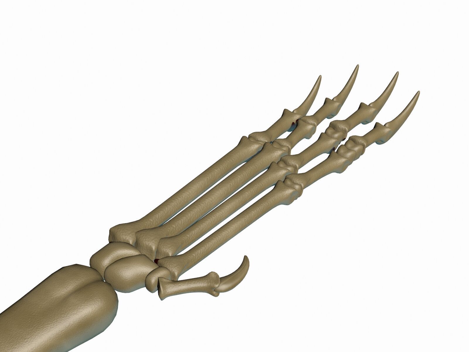 20 in1 Dino skeleton Collection model 3D model_86