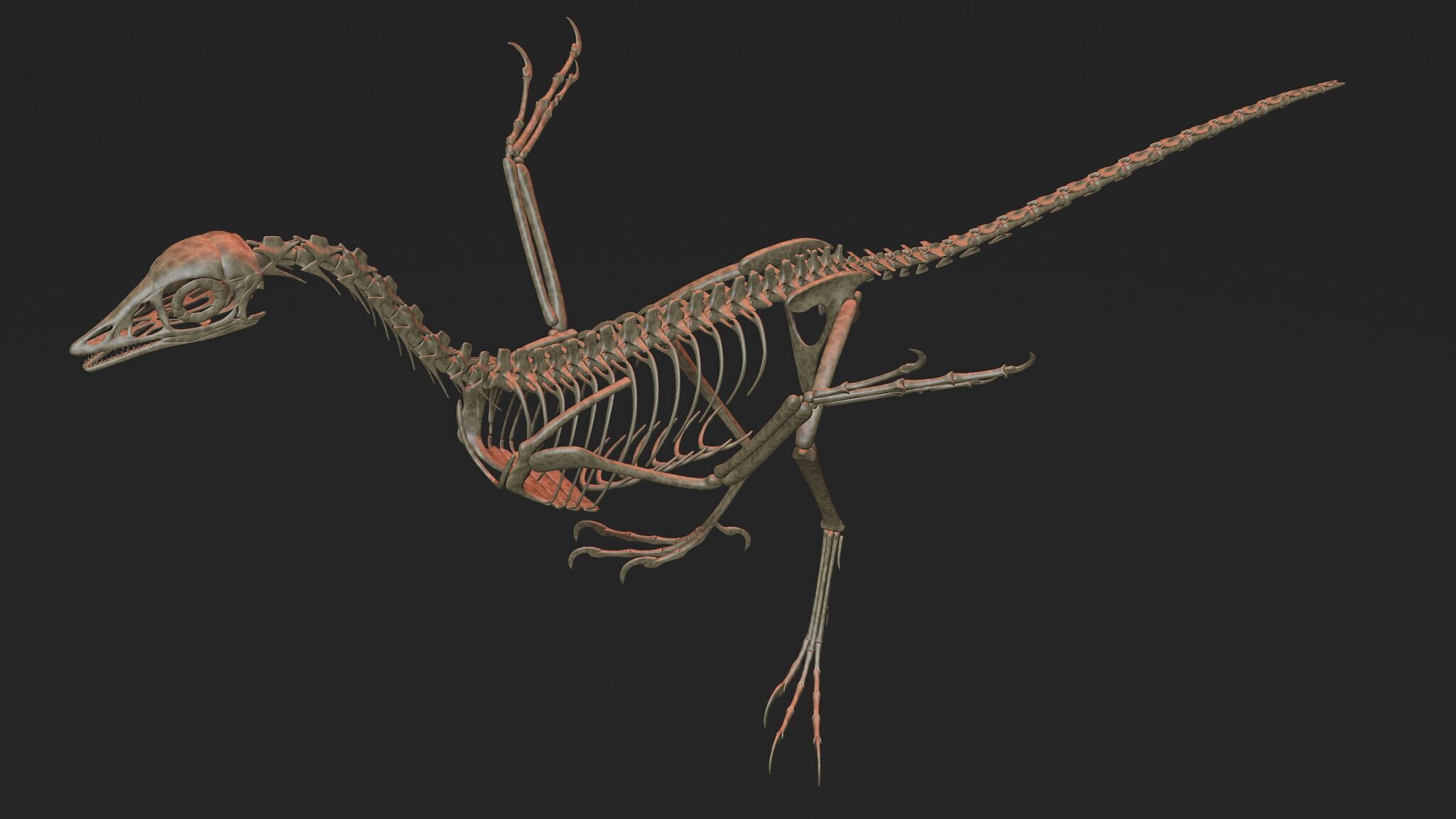 20 in1 Dino skeleton Collection model 3D model_61