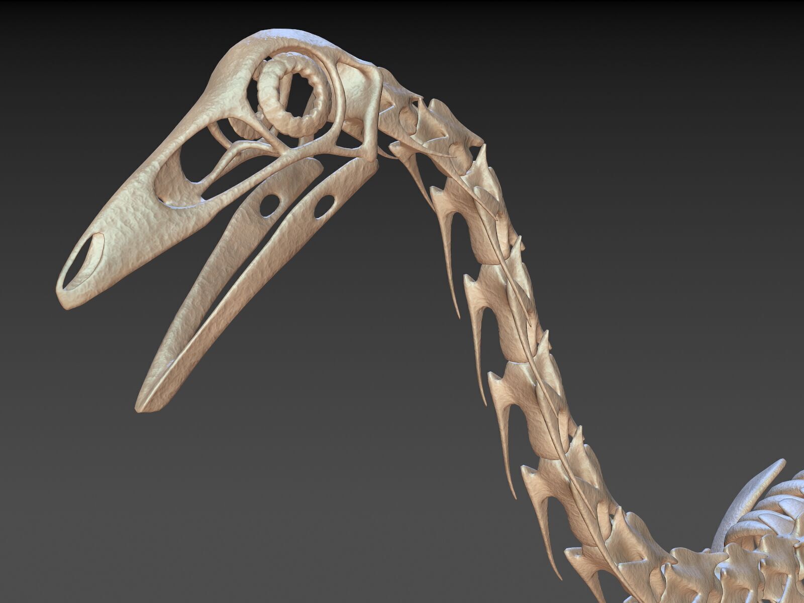 20 in1 Dino skeleton Collection model 3D model_2