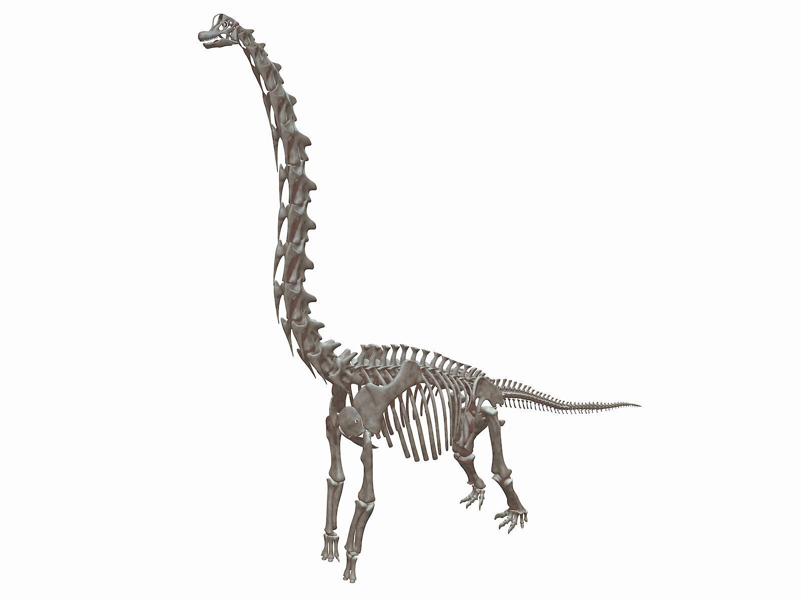 20 in1 Dino skeleton Collection model 3D model_44