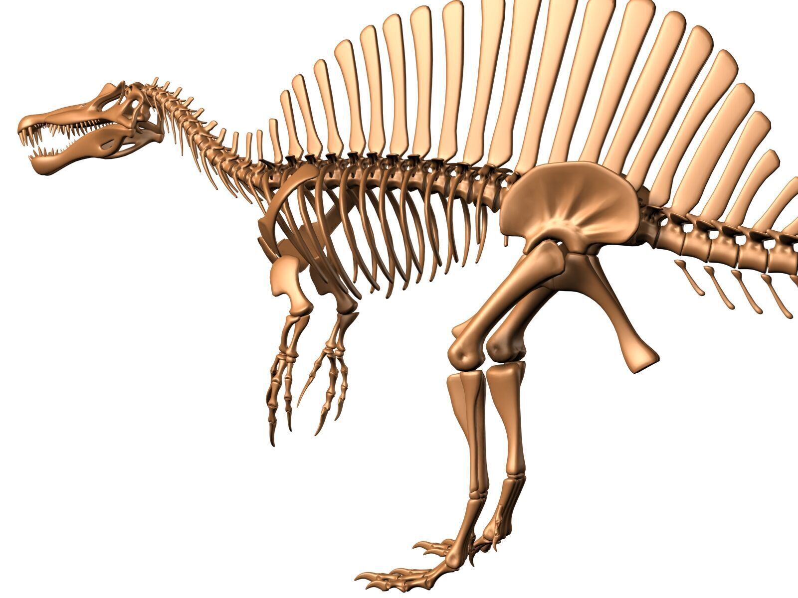 20 in1 Dino skeleton Collection model 3D model_48