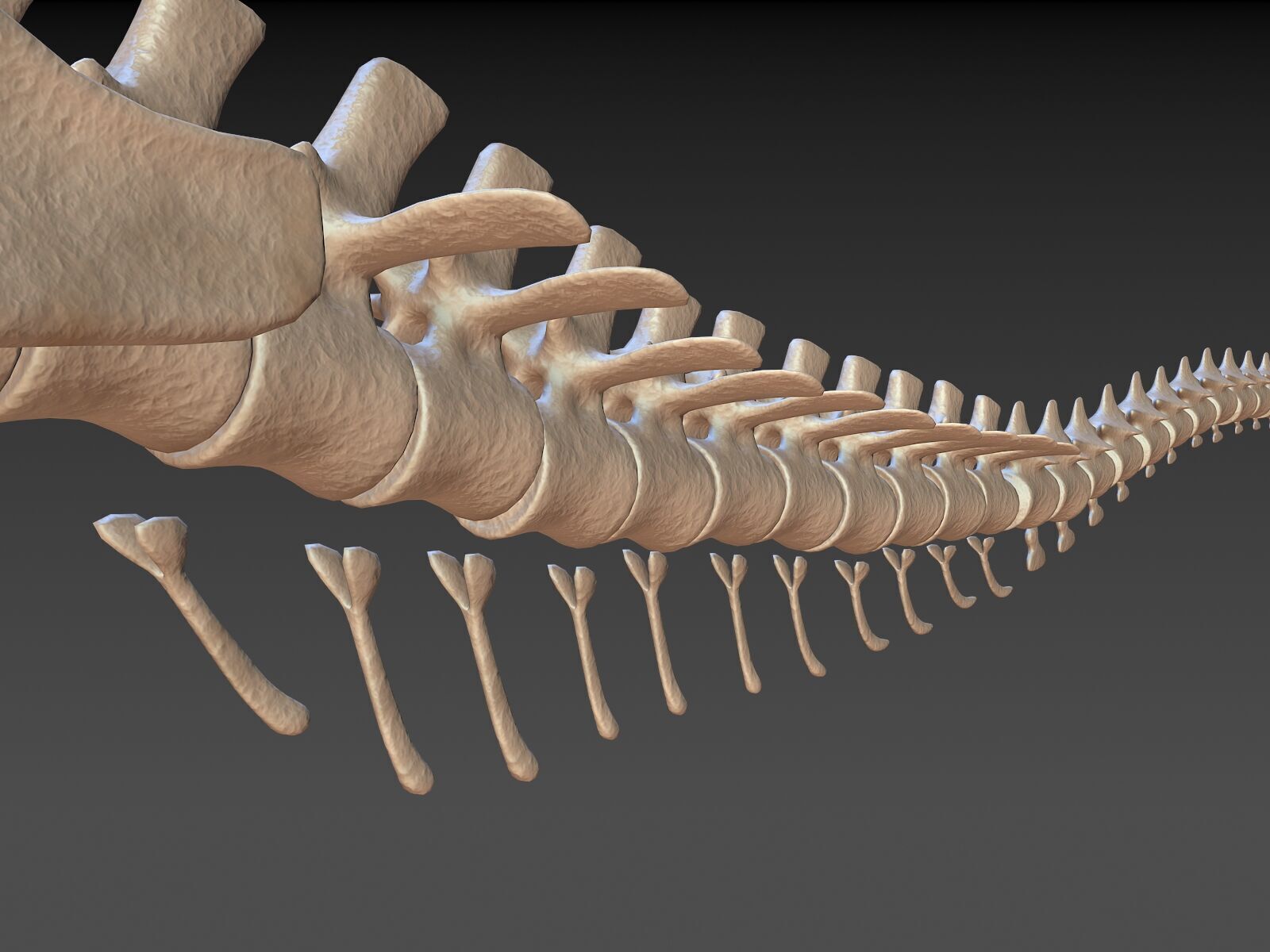 20 in1 Dino skeleton Collection model 3D model_4