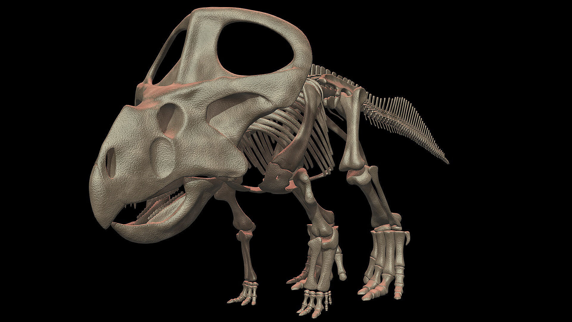 20 in1 Dino skeleton Collection model 3D model_139