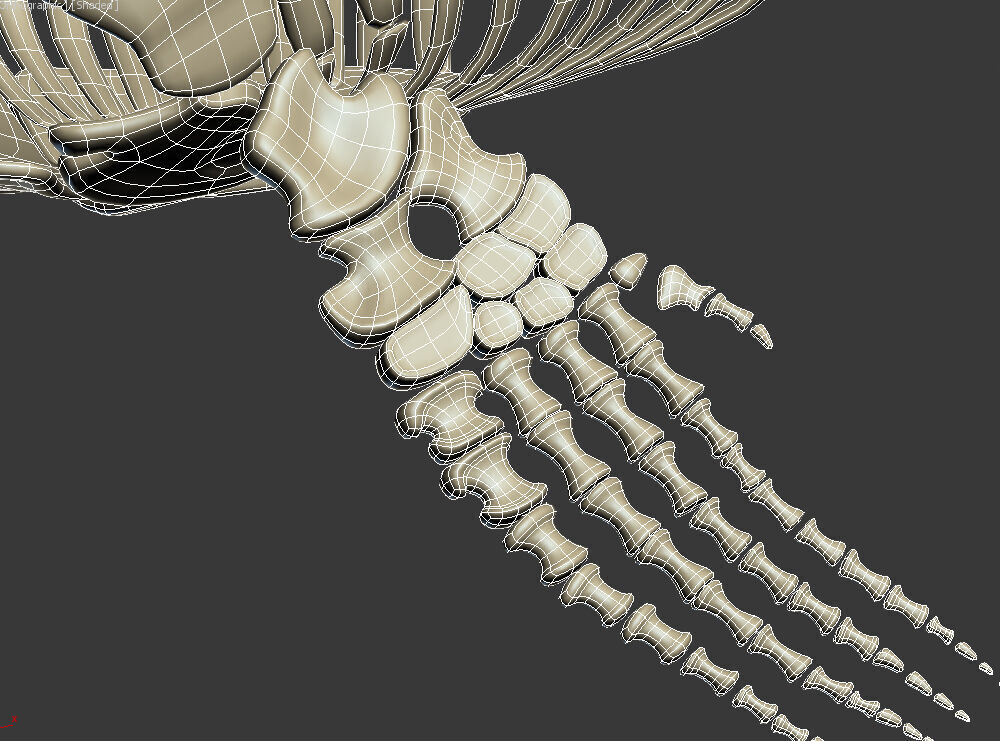 20 in1 Dino skeleton Collection model 3D model_27