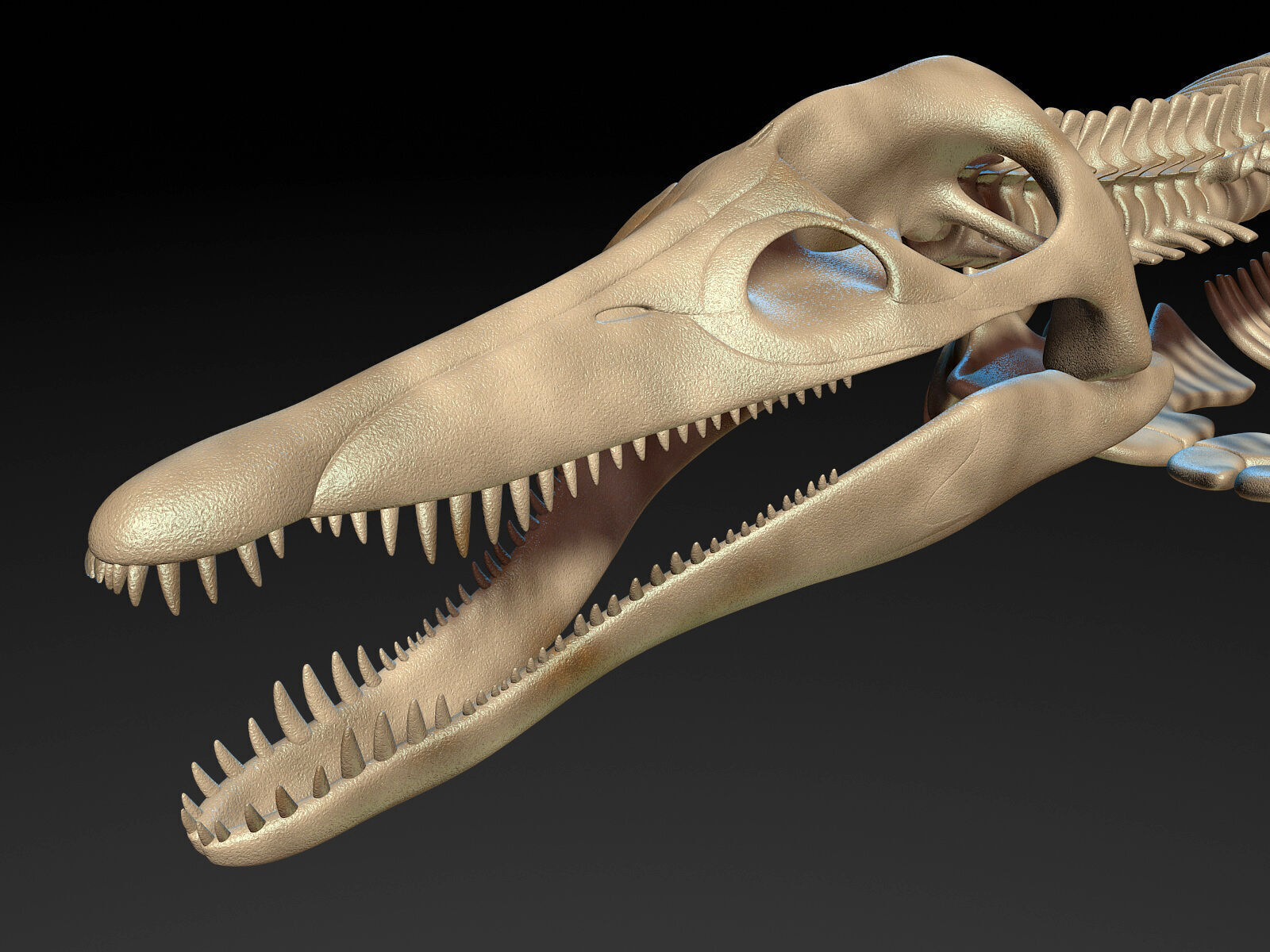 20 in1 Dino skeleton Collection model 3D model_145