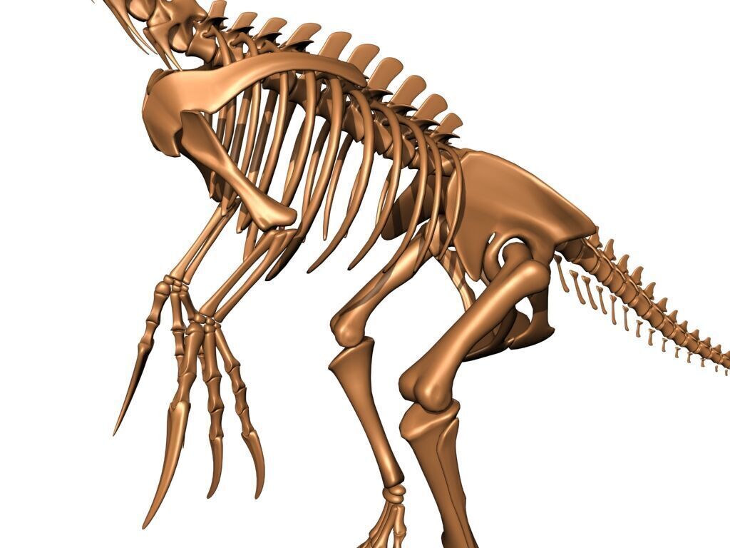 20 in1 Dino skeleton Collection model 3D model_9