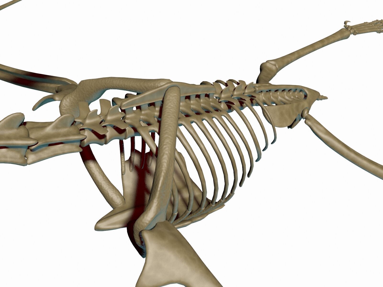 20 in1 Dino skeleton Collection model 3D model_88
