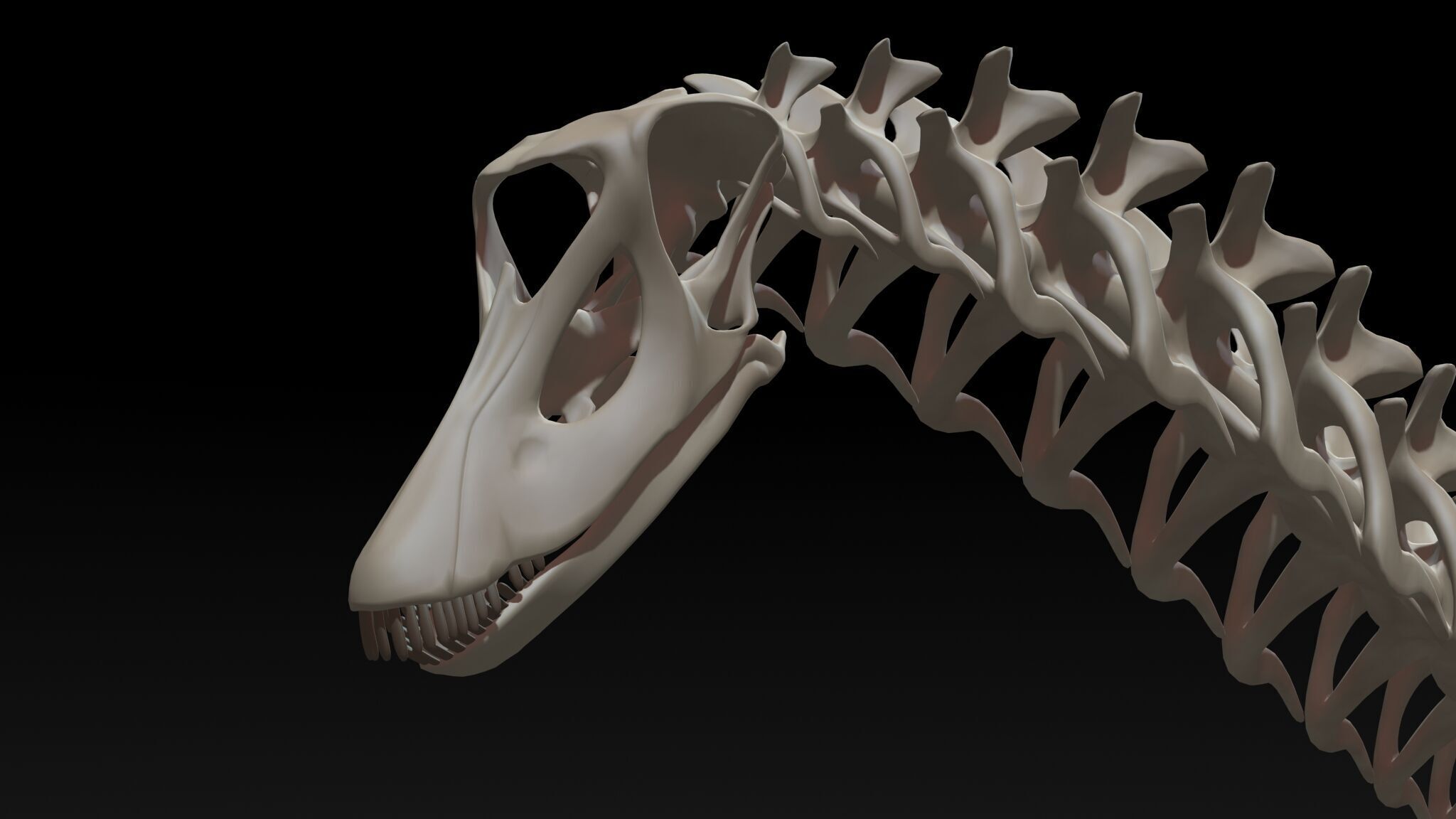 20 in1 Dino skeleton Collection model 3D model_126