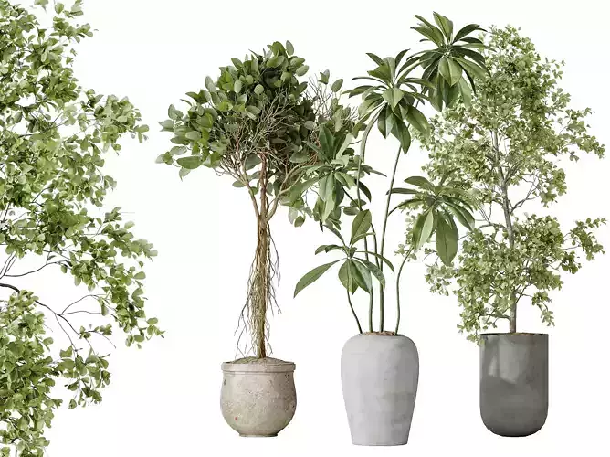 AV Indoor plants set 176 Ficus and African Fig and Mission Olive