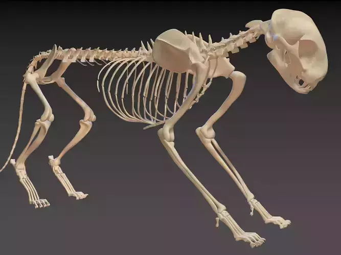 Cat Skeleton 2in1