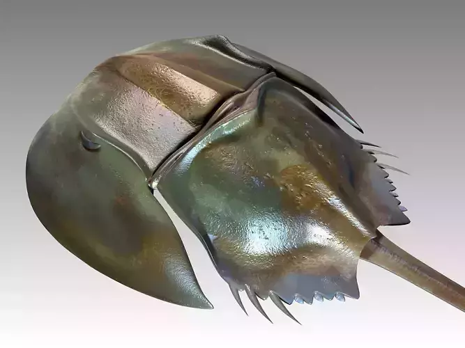 limulus