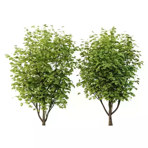 Fraxinus Rhynchophylla Tree 03