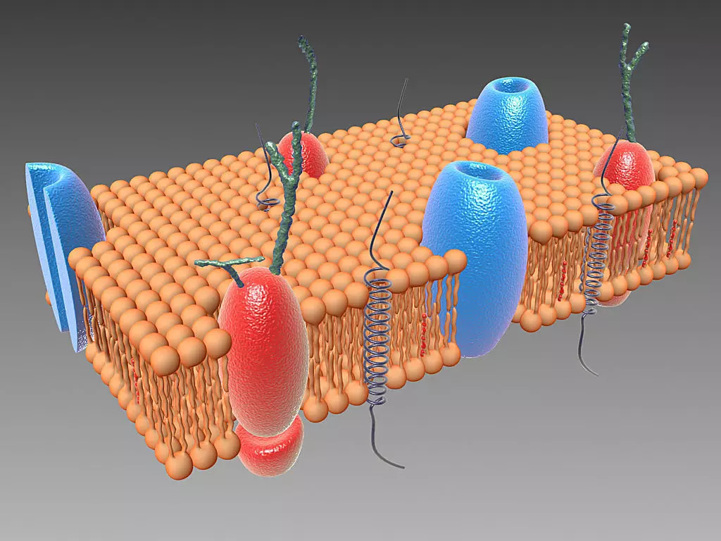 Cell Membrane 3D model