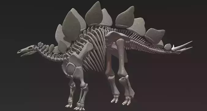 Stegosaurus Skeleton 3D