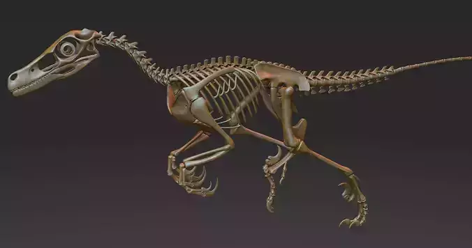 Velociraptor skeleton