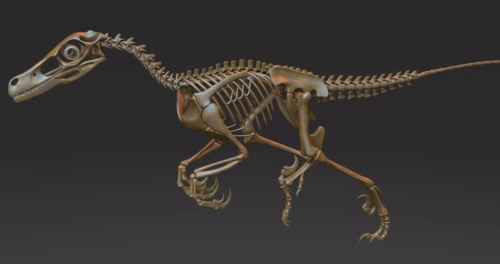 Velociraptor skeleton 3D model_0