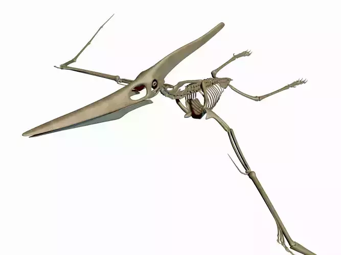Dino Pteronodon Skeleton 3D model