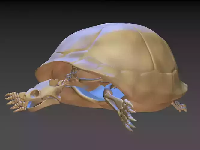 Turtle Skeleton 3D model
