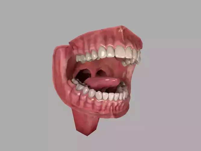 Teeth and Tongue Set Low-poly 3D model