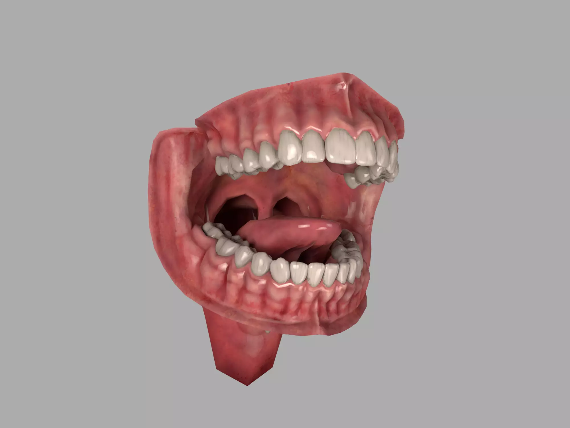 Teeth and Tongue Set Low-poly 3D model Low-poly 3D model