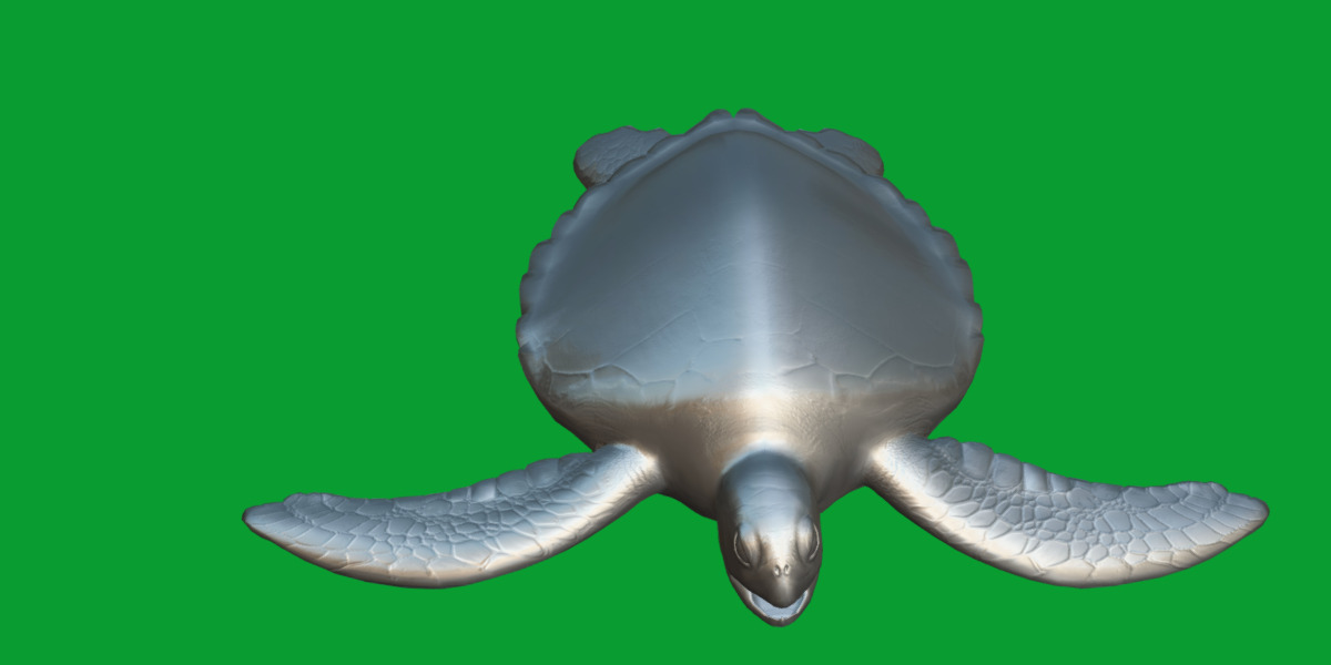 Sea Turtle Low-poly 3D model_14