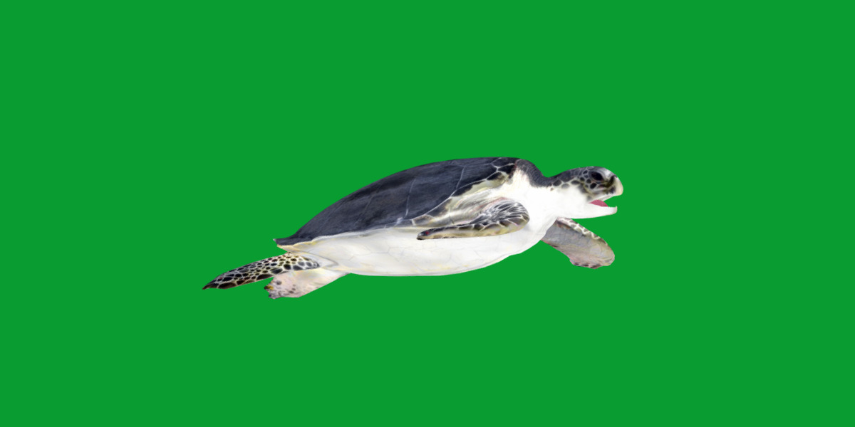 Sea Turtle Low-poly 3D model_30