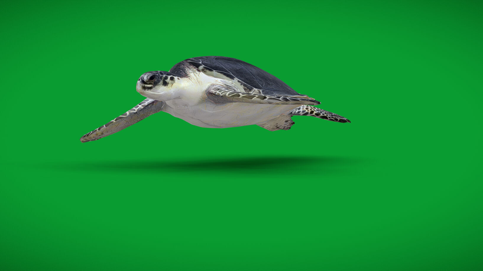 Sea Turtle Low-poly 3D model_3