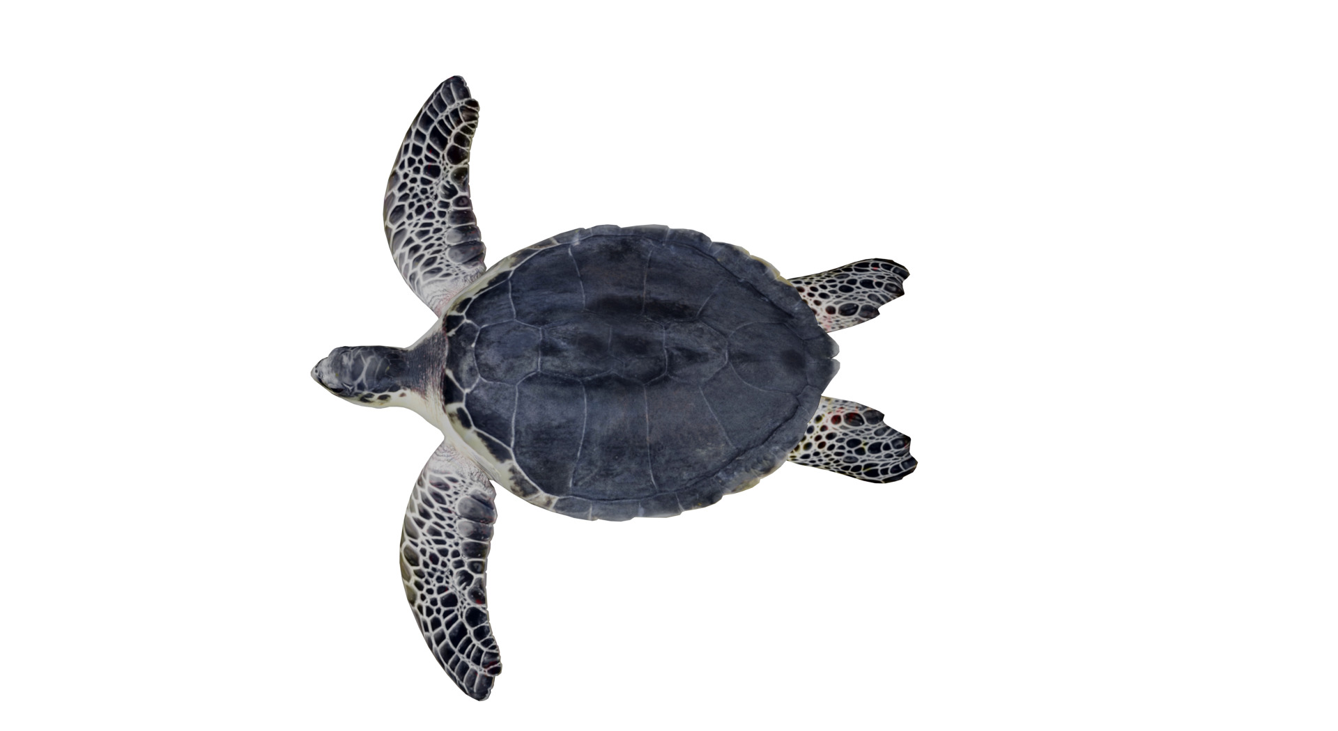 Sea Turtle Low-poly 3D model_6