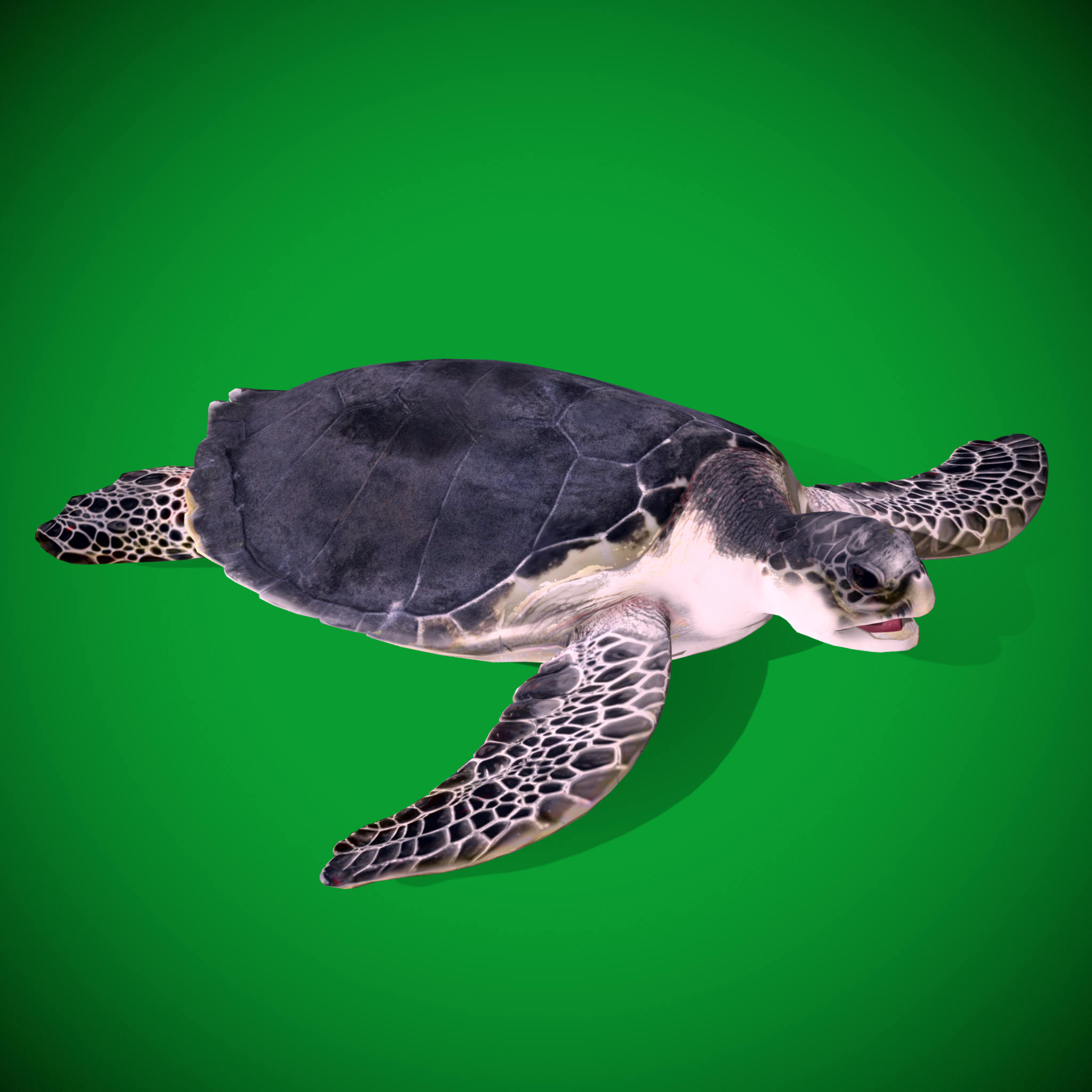 Sea Turtle Low-poly 3D model_22