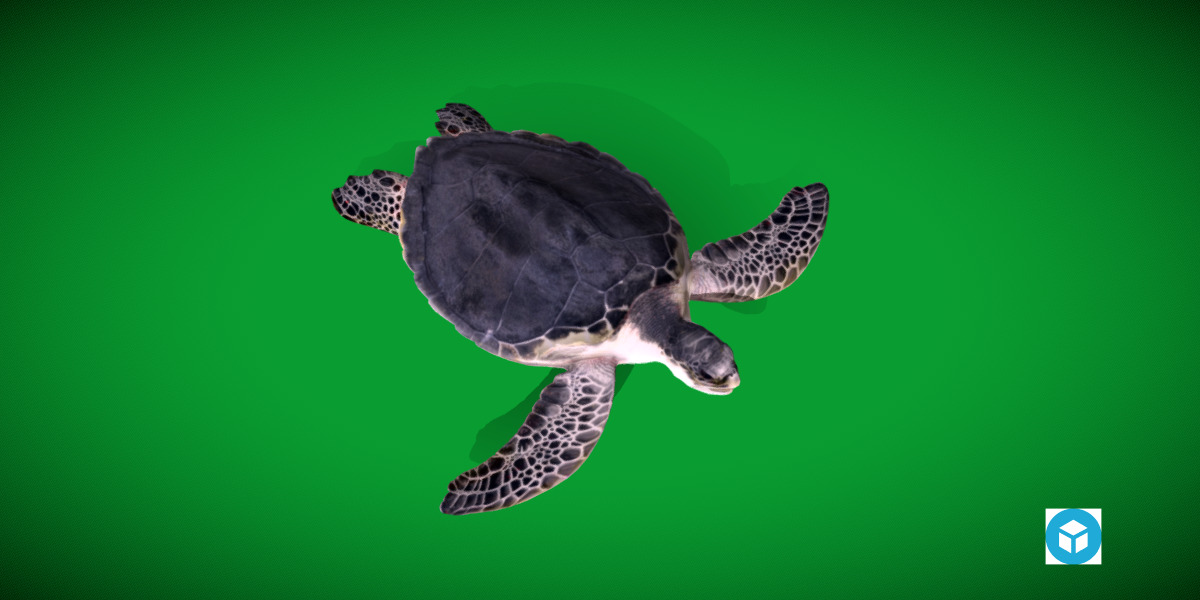 Sea Turtle Low-poly 3D model_31