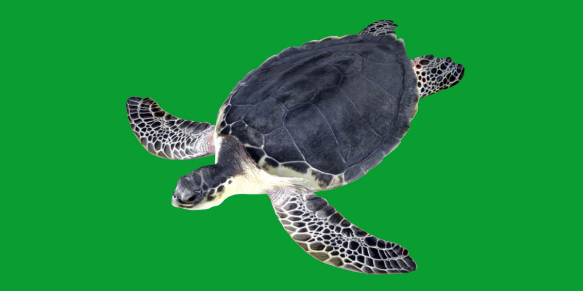 Sea Turtle Low-poly 3D model_28