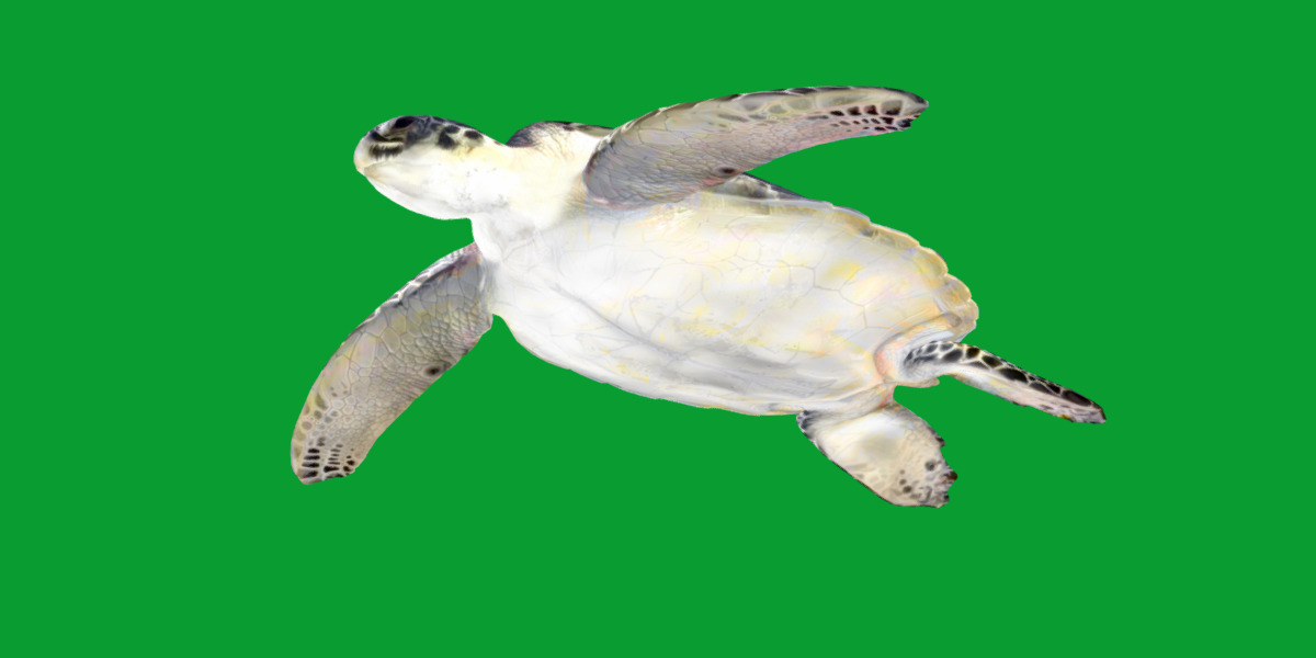 Sea Turtle Low-poly 3D model_27