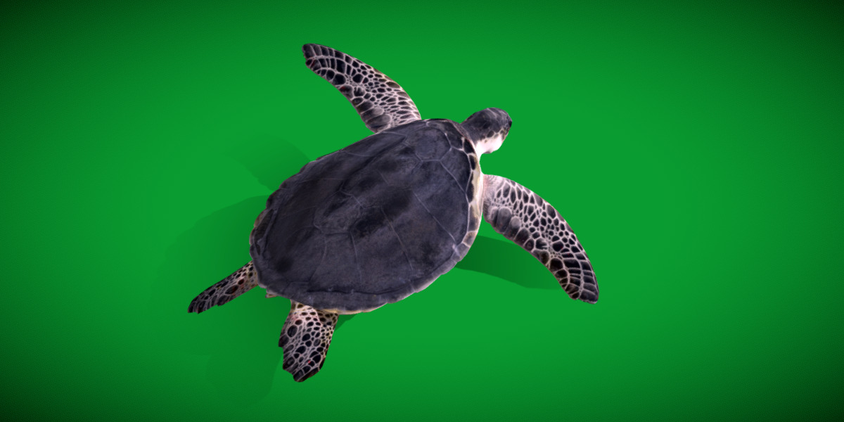 Sea Turtle Low-poly 3D model_18