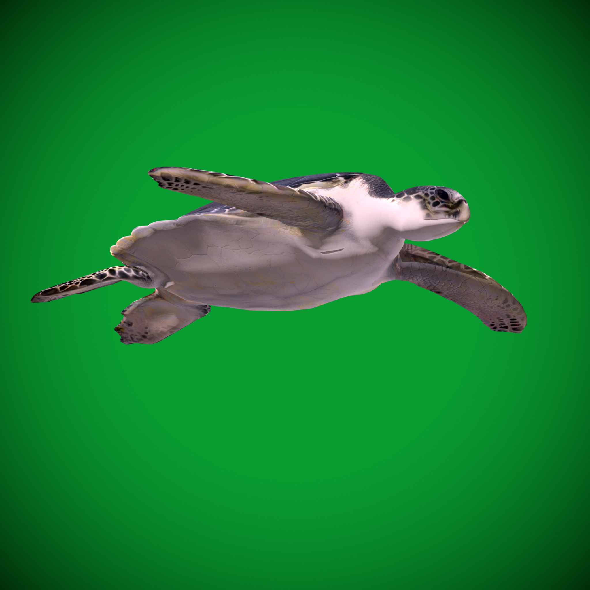 Sea Turtle Low-poly 3D model_23