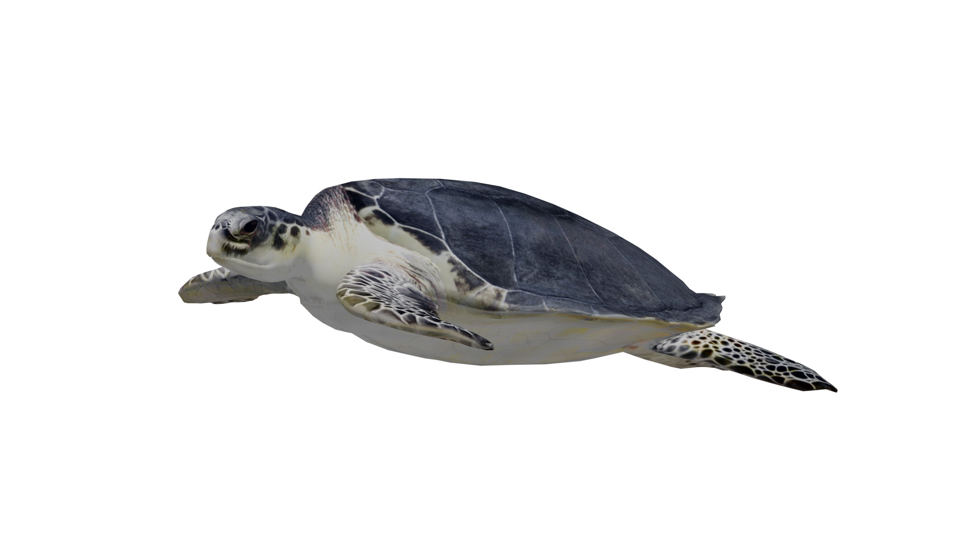 Sea Turtle Low-poly 3D model_5
