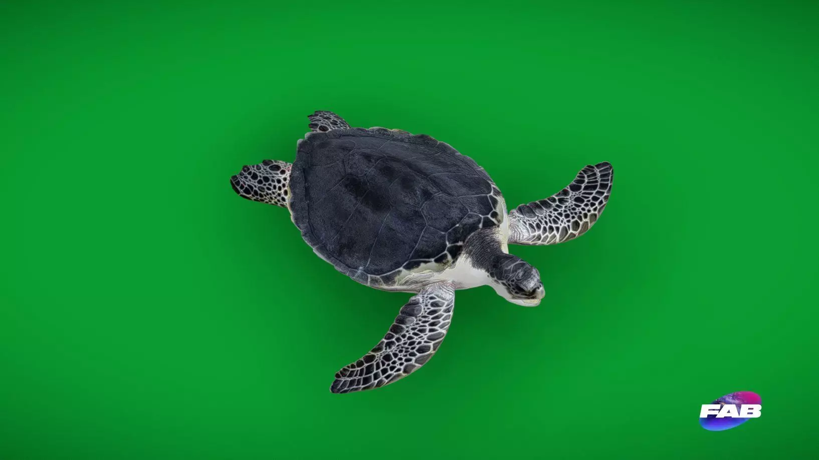 Sea Turtle Low-poly 3D model_0
