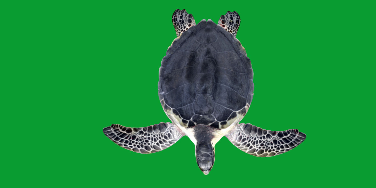 Sea Turtle Low-poly 3D model_29