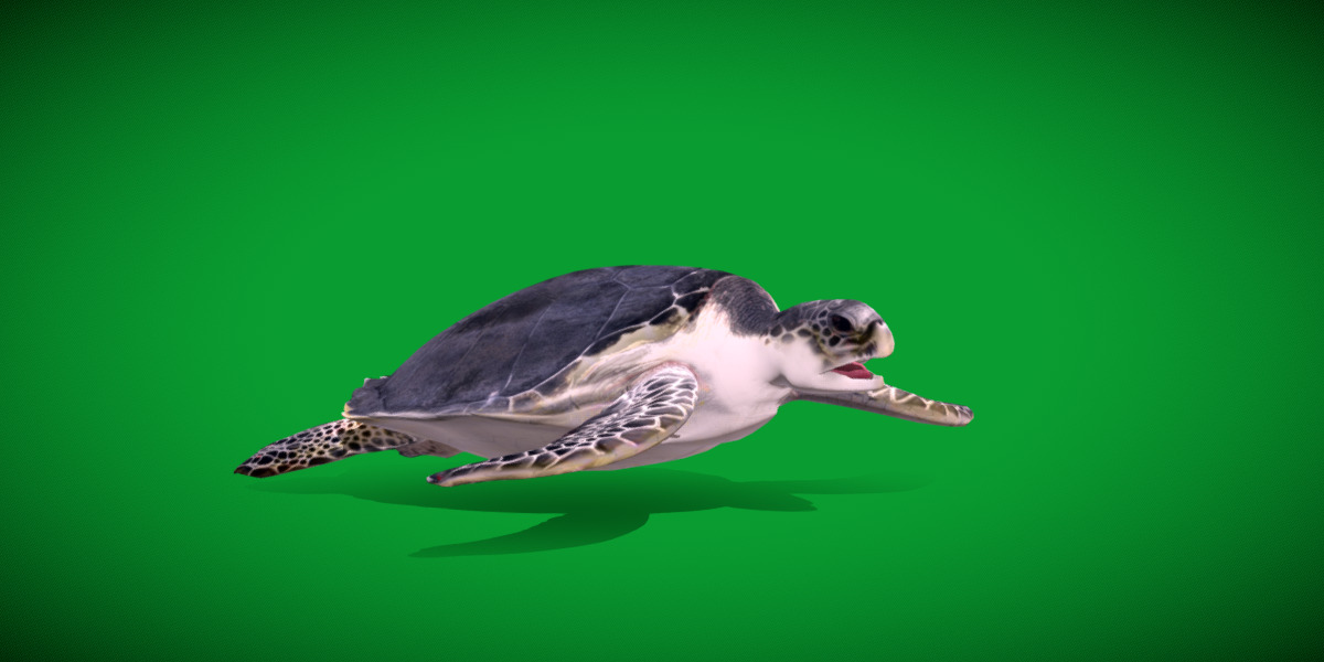 Sea Turtle Low-poly 3D model_7