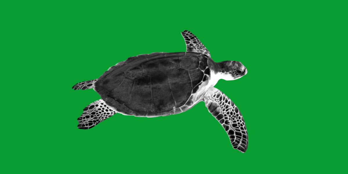 Sea Turtle Low-poly 3D model_11