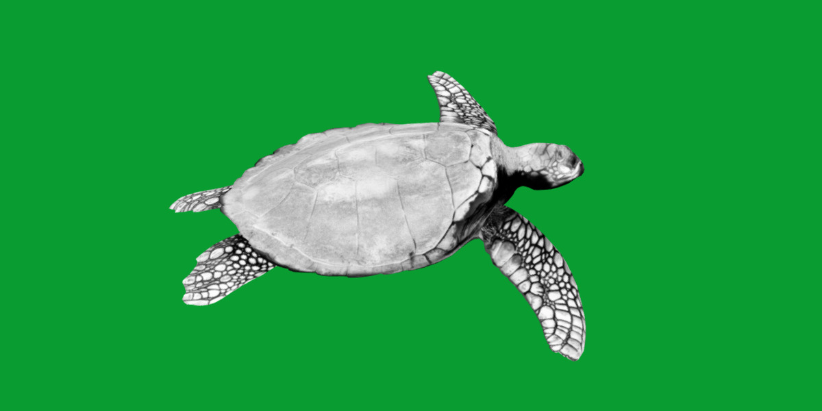 Sea Turtle Low-poly 3D model_10