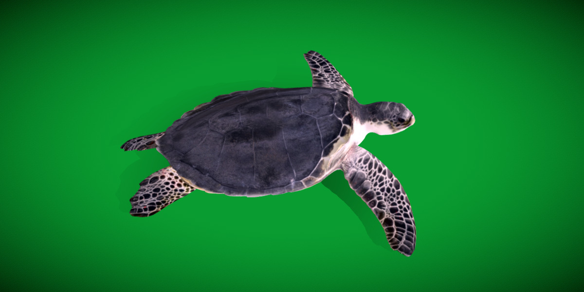 Sea Turtle Low-poly 3D model_9