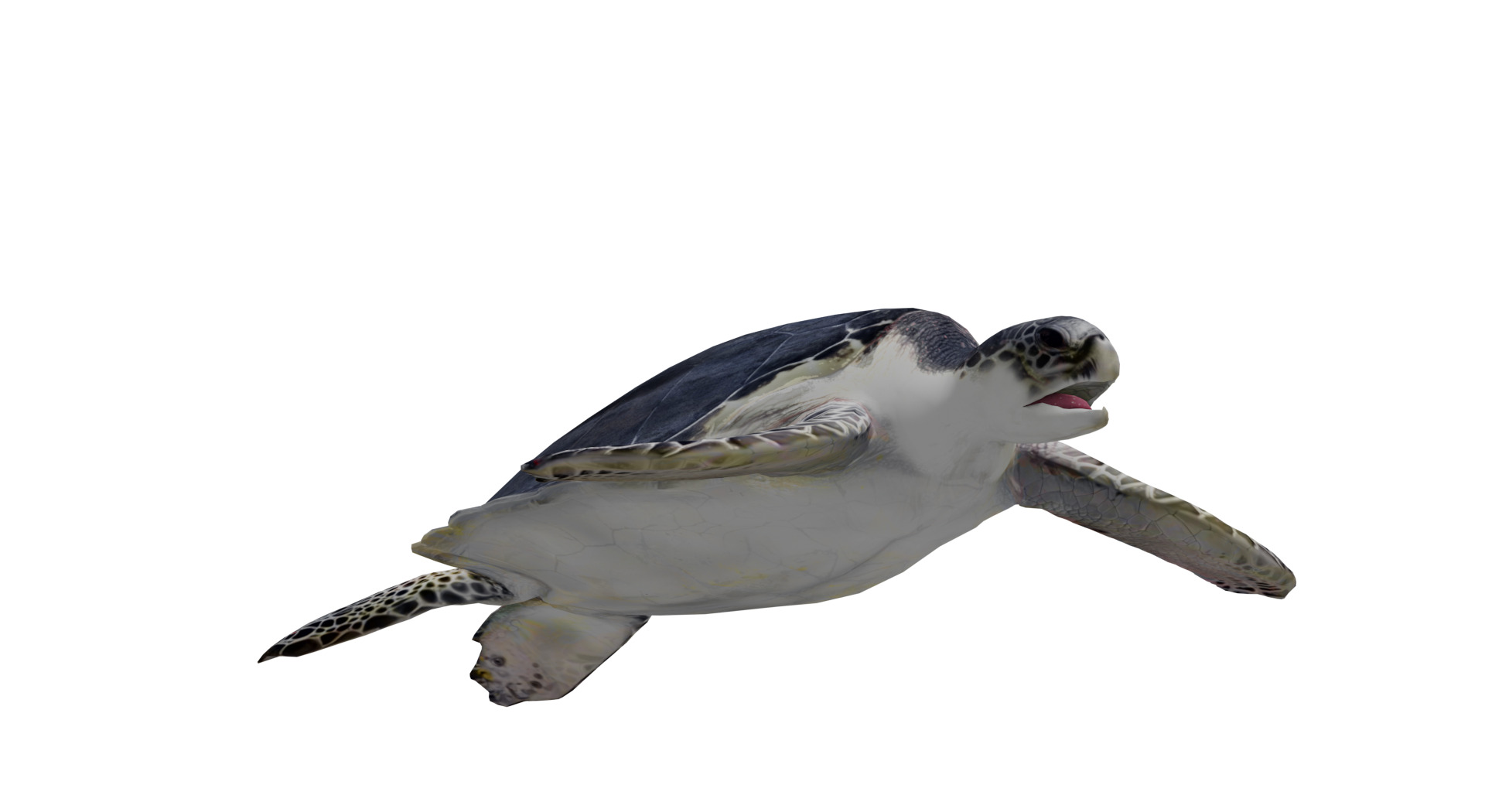 Sea Turtle Low-poly 3D model_4